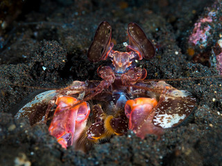 A large mantis shrimp with close up of eyes and vibrant colours