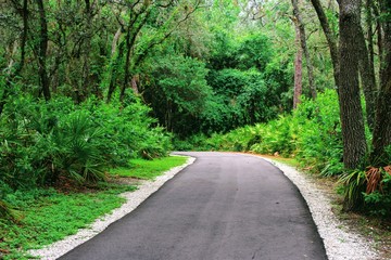 disappearing pathway in Florida nature