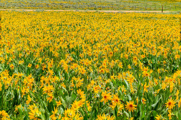 field of yelo 
