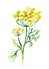 Fresh fennel flower. Watercolor hand drawn illustration isolated on white background - obrazy, fototapety, plakaty