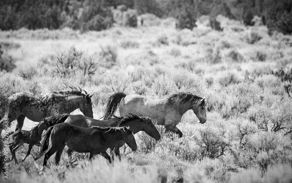 Wall mural a herd of wild horses running through the utah desert