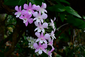 Pink orchid Is a beautiful, fresh, natural flower that looks refreshing