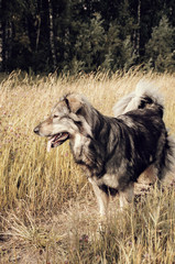 Obraz na płótnie Canvas Shaggy dog walking through the woods
