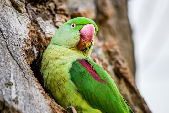 Wild rose-ringed or ring-necked parakeet perches on the edge of its nest hole