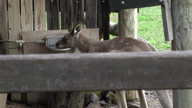 Australian Kangaroo in captivity drinking water from trough