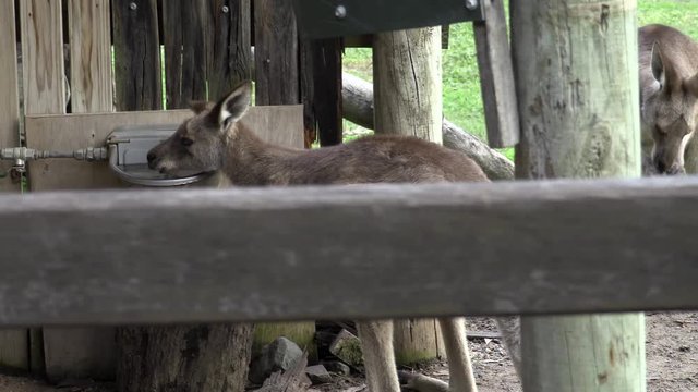 Australian Kangaroo in captivity drinking water from trough. Dolly shot left to right