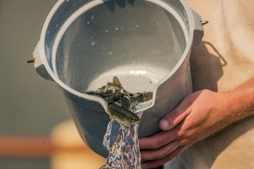 Young trout being poured into a growout tank at a fish hatchery