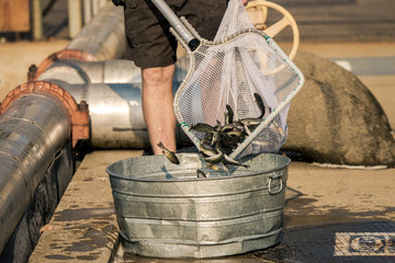 Young rainbow trout being put into a metal bucket at a fish hatchery