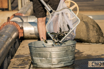 Young rainbow trout being put into a metal bucket at a fish hatchery - Powered by Adobe