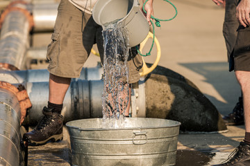 Young trout being poured into a metal bucket for weighing at a fish hatchery