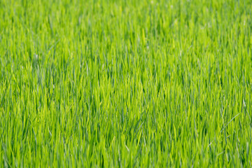 background of green grass