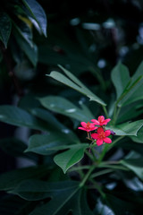 red flower in the garden
