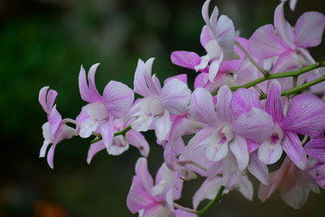 Pink orchid Is a beautiful, fresh, natural flower that looks refreshing