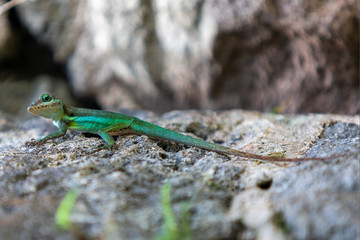 Green and blue lizard on rock cocking his head