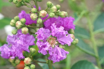 Lagerstroemia speciosa flower in nature garden