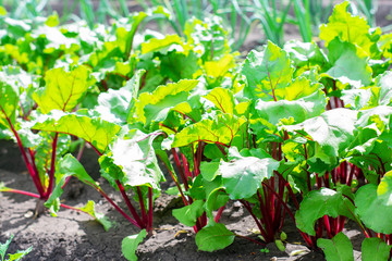 Leaf of beet root. Fresh green leaves of beet or beet.