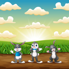 Three rabbits standing on field in the morning