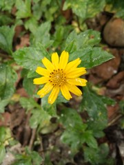 yellow flowers in garden