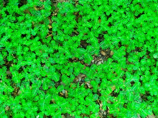 Unwanted flora closeup, Nature background