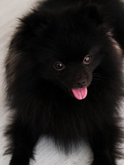 Black Pomeranian dog cute pets happy in home.