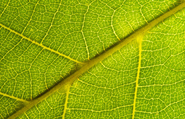 Green leaves background. Leaf texture. close up green leaf texture. Macro close-up of green leaf, Green leaf background texture. 