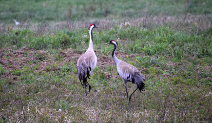 Obraz na płótnie Canvas Crane pair walking