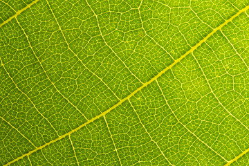 Green leaves background. Leaf texture. close up green leaf texture. Macro close-up of green leaf, Green leaf background texture. 