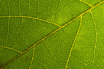 Green leaves background. Leaf texture. close up green leaf texture. Macro close-up of green leaf, Green leaf background texture. 