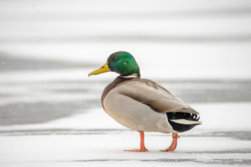 Beautiful Mallard drake walking on a frozen canal in a snow storm