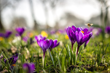 Close-up photo of various Dutch Crocus Vernus flowers in early spring