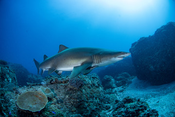 Grey nurse shark swimming in blue water over reef