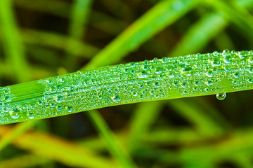 dew drop on green leaves  fresh spring nature background