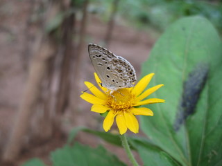 butterfly on flower