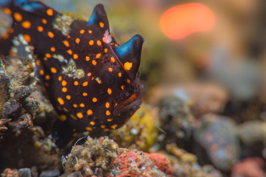 A brown and orange frog fish close up macro shot