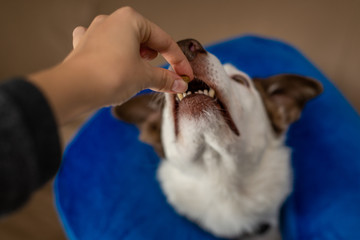 Border Collie dog wearing a blue inflatable collar and taking a treat