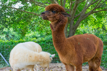 close up of two white and brown alpaca