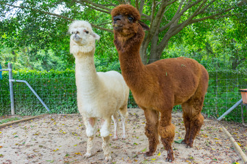 close up of two white and brown alpaca
