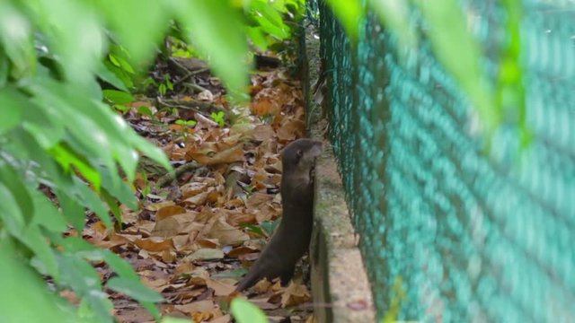 Smooth coated otter pups clining thru fencing