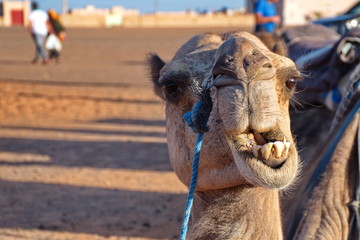 Portrait of camel laying down in a Morocco desert