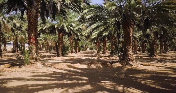 Arava Desert, Israel, Date Palms - Dynamic Dolly Out Shot