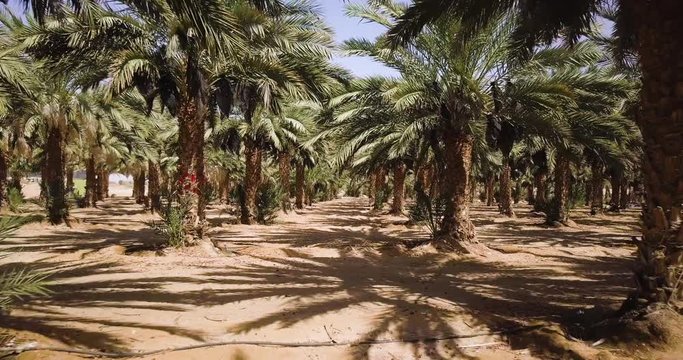 Arava Desert, Israel, Date Palms - Dynamic Dolly In Shot