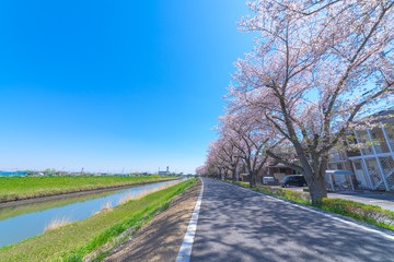 桜 並木道 ソメイヨシノ 春 新生活 街路樹 散歩 ランニング