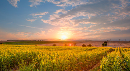 Sunrise over the corn field - obrazy, fototapety, plakaty