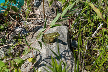 green frog sitting on a rock