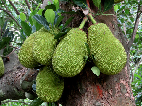 green jack fruit on jack fruit tree in summer time