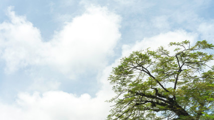 tree and blue sky