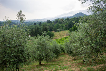 Fototapeta na wymiar castelcucco hills