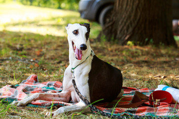 Dog breed Whippet