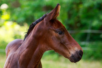 Pedigree beautiful horse
