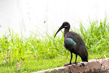 Hadada Ibis, Bostrychia hagedash, bird with long bill in Kampala, Uganda, Africa